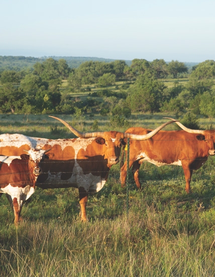 Agriculture - Cattle Ranch