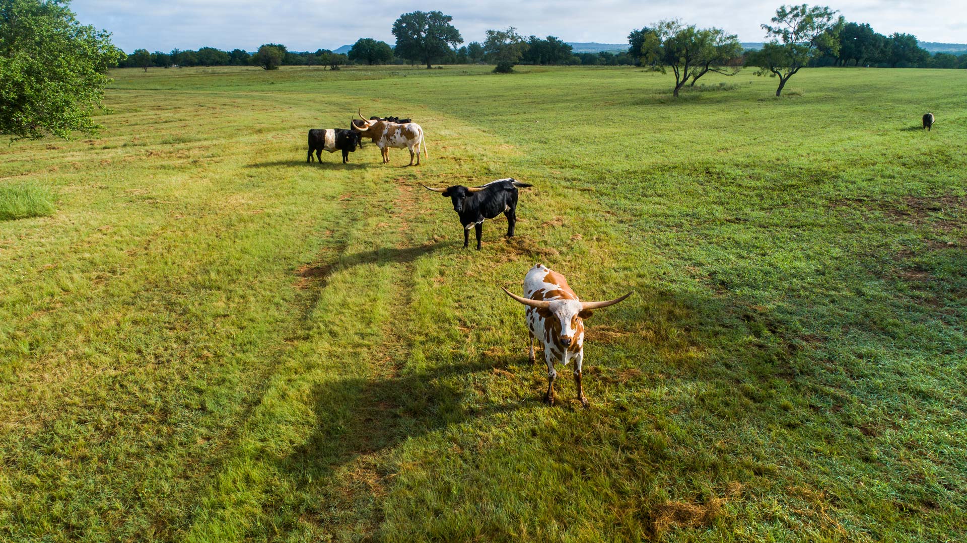 Martine Ranch Cattle
