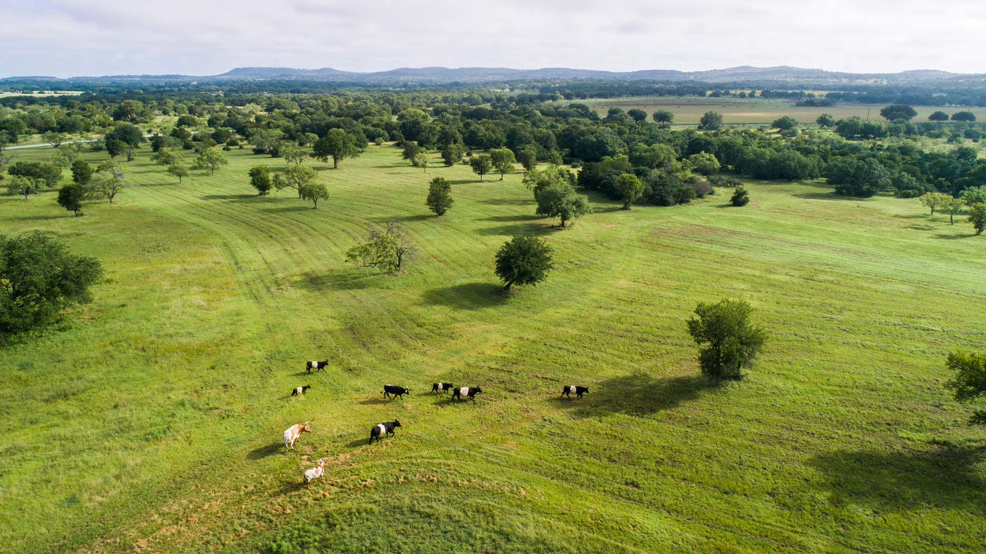 Cattle in Martine Ranch