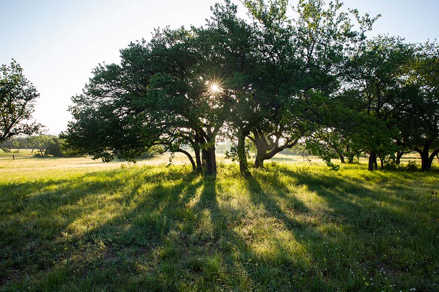 Oak tree with sun shining through