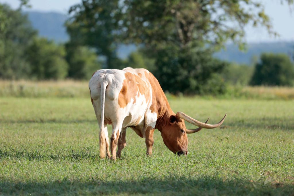Bull at TM Ranch