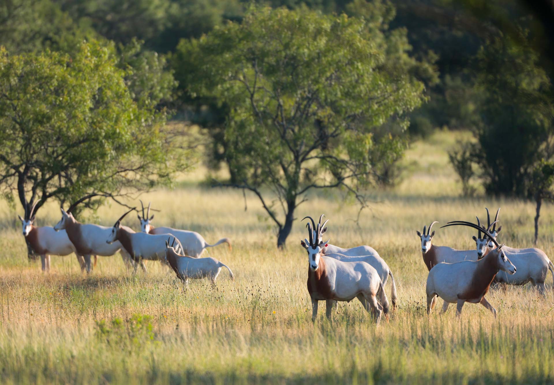 TM Ranch Herd