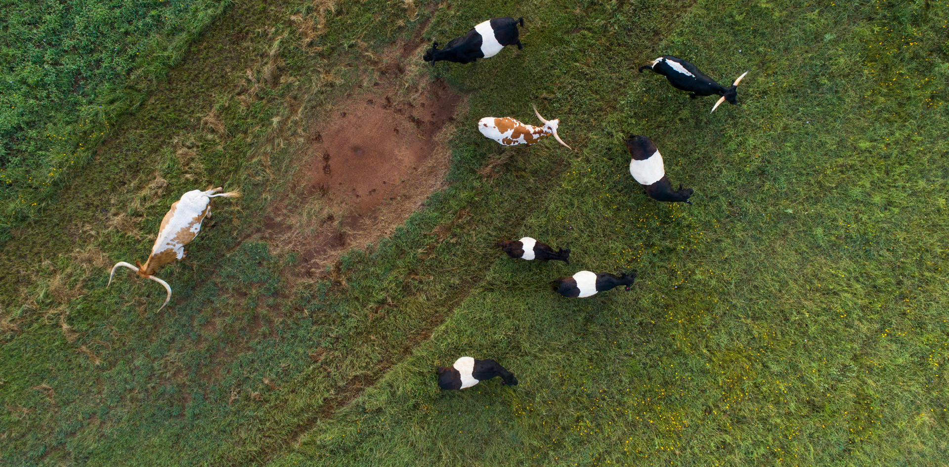 Martine Ranch Cattle