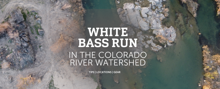 Texas' White Bass Run - Colorado River Land Trust